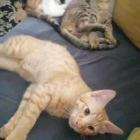 واگذاری بچه گربه ۳ ماهه