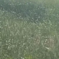 زمین کشاورزی  واقع در رامشیر