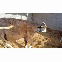 گوساله ماده