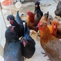 ۱۰ عدد مرغ محلی تازه به تخم اومدن