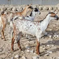 عمانی|حیوانات مزرعه|شیراز, سینما سعدی|دیوار
