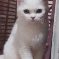 گربه سفید گمشده در محوطه رضوان