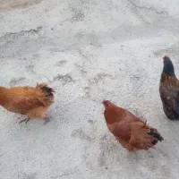 مرغ فروشی درجه یک دانی مامر با ۵ جوجلو
