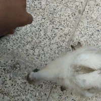 جوجه غاز
