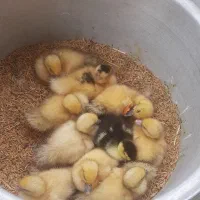 بچه اردک اسرائیلی
