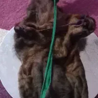 آتراو..