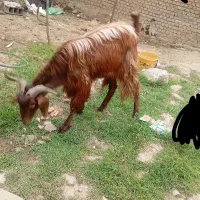 نر بز برای قربانی