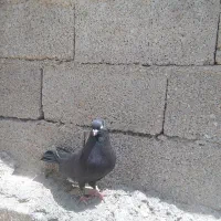 کبوتر صرب