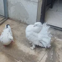 چهارتا کبوتر زیبا
