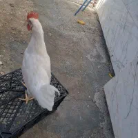 خروس جوان