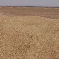 کاه گندم میاندشت