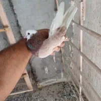 کفتر