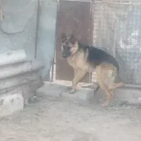ژرمن‌