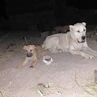 ماده توله خراسانی