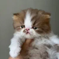 گربه