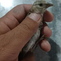 جوجه سهره