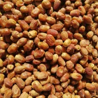 خرمای زاهدی درجه یک