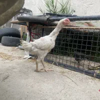 مرغ و خروس لاری افغان