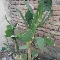 گل کاکتوس بزرگ