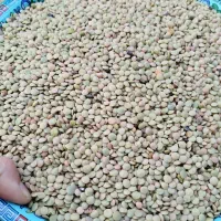عدس برداشت دیروز