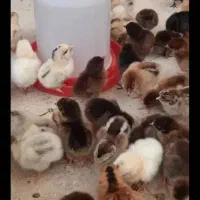 جوجه مرغ و خروس.نیمچه خروس ۲ماهه گلپایگانی