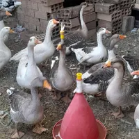 قو غاز و غاز|حیوانات مزرعه|تهران, قیام‌دشت|دیوار