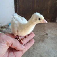 جوجه طاووس نژاد هندی