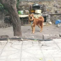 سگ ژرمن بلوطی