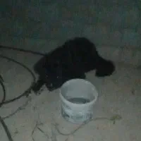 واگذاری سگ قدرجونی