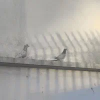 کبوتر تهرانی