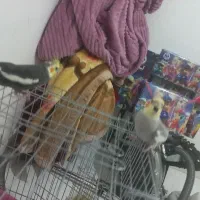 سالم سخنگون