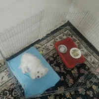 سگ پاکوتاه شیتزو