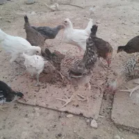 جوجه|حیوانات مزرعه|لردگان, |دیوار