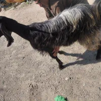 بز  جوان سرحال.