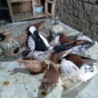 کفتر|پرنده|قم, ولیعصر|دیوار