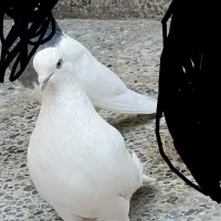 گم شده .کبوتر