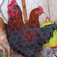 خروس