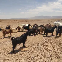 بز خوب و سالم