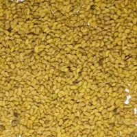 بذر یونجه درجه یک شرکتی