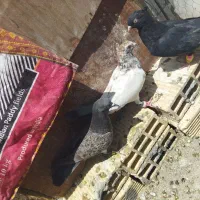 کبوتر پاکستانی