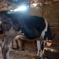 گاو و ۶ ماه حامله با گوساله ۱۰ ماهه