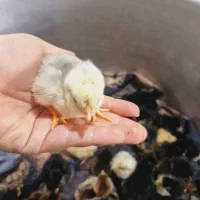 جوجه مرغ۷روزه و۳ ماهه،غاز بالغ،تخم شراکتی دردستگاه