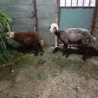 وره مار داشتی