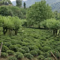 زمین-ویودارجنگلی-برای-ساخت-کلبه-حومه-شهراطاقور