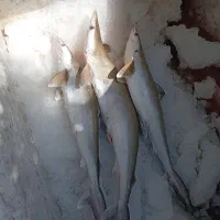 ماهی کولی