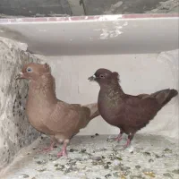 کبوتر یکرنگ سرخ و زرد