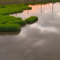 بذر سینی نشا شیرودی