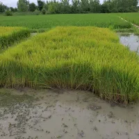 توم نشا دستی هاشمی