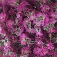 گل محمدی|گل و گیاه طبیعی|فریمان, |دیوار