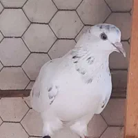 کبوتر ماده سوسک